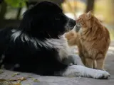 Un perro y un gato de pelo largo se olfatean.