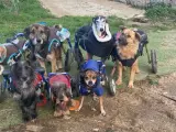 Algunos de los perros de la asociación Bichos raros.