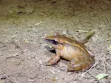 La rana de la hojarasca es endémica de la mata o selva atlántica brasileña, un bioma muy amenazado y que cuenta con una de las mayores biodiversidades del mundo.