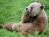 Qizai, de 14 años, es el único panda marrón que vive en cautividad. El estudio publicado ha permitido comprender mejor cómo la mutación en el gen Bace2 provoca su color de pelaje.