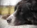 Un perro mayor tumbado.