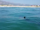 Gran tiburón blanco juvenil avistado desde un barco.