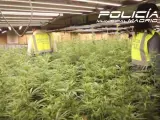 La Policía Municipal de Madrid ha localizado una plantación 'indoor' de marihuana con 769 plantas en un edificio de oficinas del distrito de Carabanchel y ha detenido a dos personas, el responsable de la misma y un trabajador.