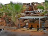 Colonia de gatos en Roquetas de Mar.