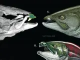 La nueva reconstrucción de la extinta especie de salmón de Oncorhynchus rastrosus.