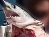 El tiburón supuestamente capturado por el investigado.