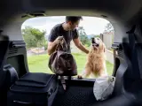 Un perro entra en el vehículo de su dueño.