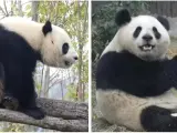 Los pandas Jin Xi y Zhu Yu llegan al Zoo Aquarium de Madrid.