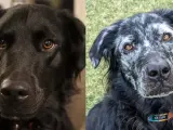 Un perro negro se vuelve completamente blanco por una enfermedad.