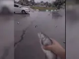 Lluvia de peces en Irán.