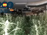 Plantación de marihuana intervenida por la Policía.