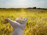 Imagen recurso de un campo de arroz.
