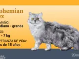 El estándar admite todos los colores, patrones y combinaciones de la genética felina.