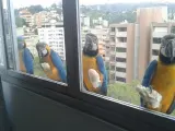 Estas cuatro aves acuden puntualmente cada mañana a esta ventana para obtener el desayuno. Todo un espectáculo a la vista al mirar a través del vidrio. (Foto: Reddit/ml09ja)