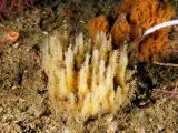 Especie de esponja marina descubierta en aguas de la ría de Arousa, en Galicia, por científicos del IEO y del GEMM de Ribeira.