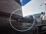 Un crucero con turistas llega a Nueva York con una ballena muerta en su proa