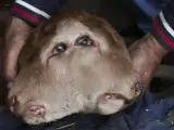Nace un ternero con dos bocas y cuatro ojos en una granja de Zamora