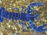 Imagen del bogavante azul pescado en la costa de Cornualles.