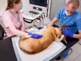 Perro en el veterinario.