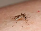 Mosquito Aedes aegypti, vector del dengue, en la piel de una persona.