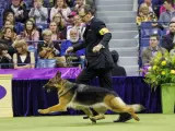 New York (United States), 15/05/2024.- Best In Show finalist 'Mercedes' the German Shepherd and handler Kent Boyles trot during judging during the 148th annual Westminster Kennel Club Dog Show being held at the USTA Billie Jean King National Tennis Center in Flushing Meadows in the Queens borough of New York, New York, USA, 14 May 2024. (Tenis, Nueva York) EFE/EPA/SARAH YENESEL USA NEW YORK WESTMINSTER DOG SHOW