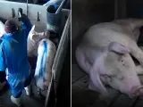 El Observatorio de Bienestar Animal (OBA) ha informado de una nueva 'granja del terror' y aporta fotografías e incluso un vídeo en los que ha denunciado ante el Juzgado de Salas de los Infantes (Burgos).