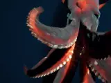 Captan un terrorífico y luminoso calamar gigante en las profundidades del océano
