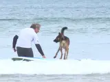 Los perros surfistas conquistan las olas en la playa de Suances
