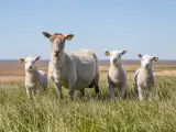Imagen de archivo de cuatro ovejas.