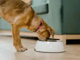 Un perro comiendo de su cuenco.