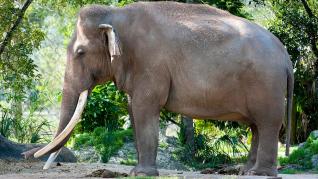 Muere en el zoo de Miami el elefante asiático más viejo de EE UU