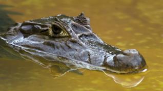 Imagen de archivo de un caimán de Florida