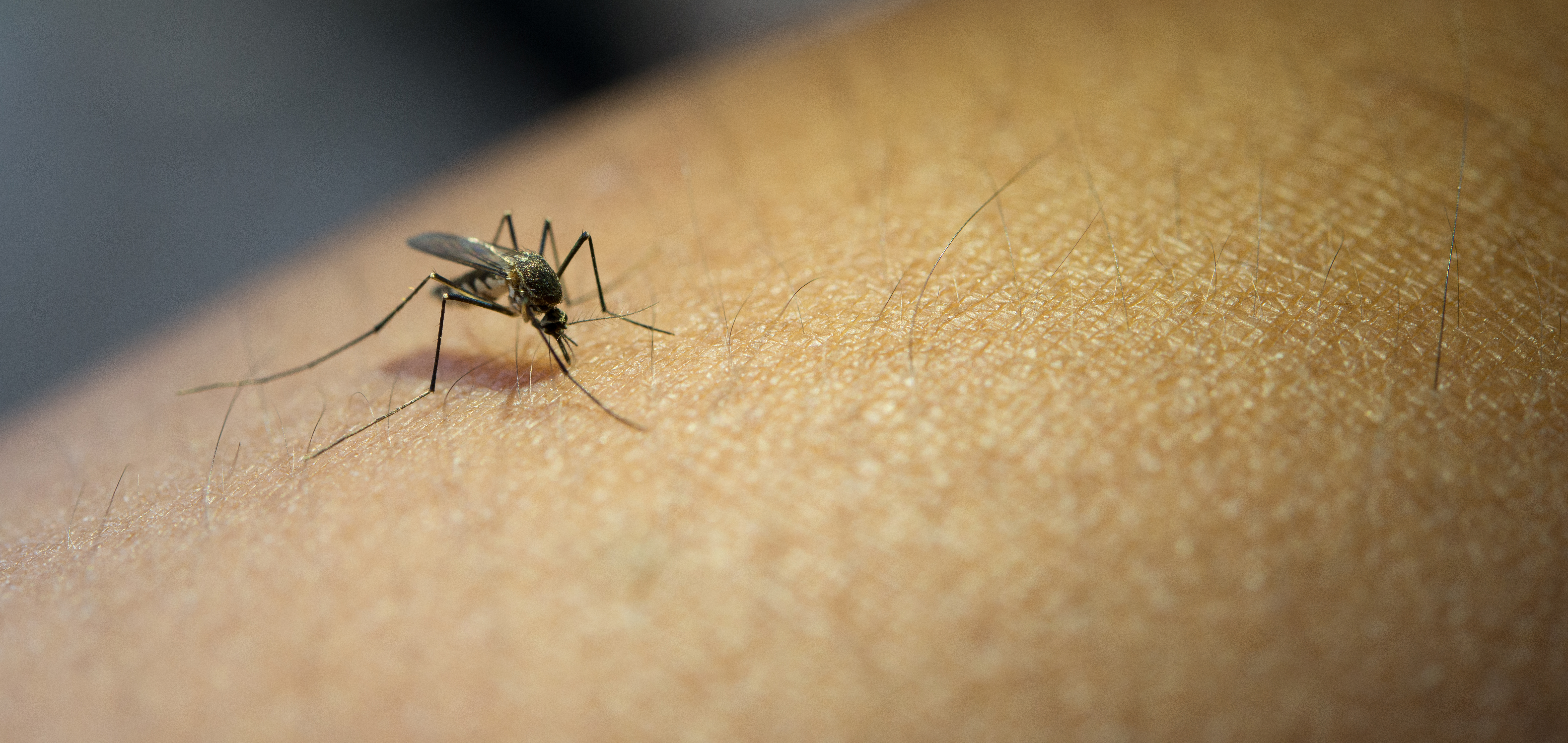 The increased humidity and heat of summer attract mosquitoes.