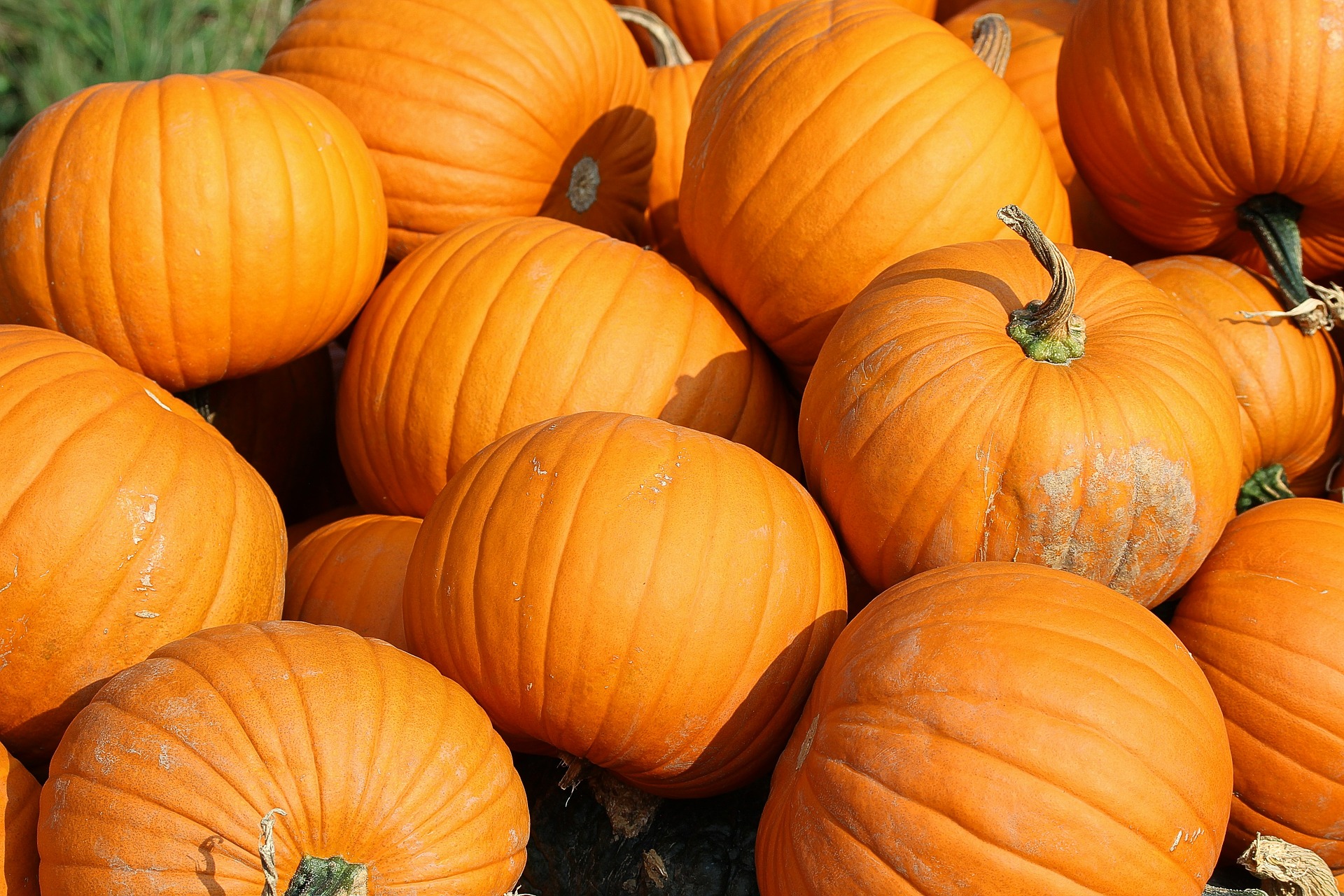 Pumpkin is also in fruit with a serious risk of extinction if the pollinators disappear.