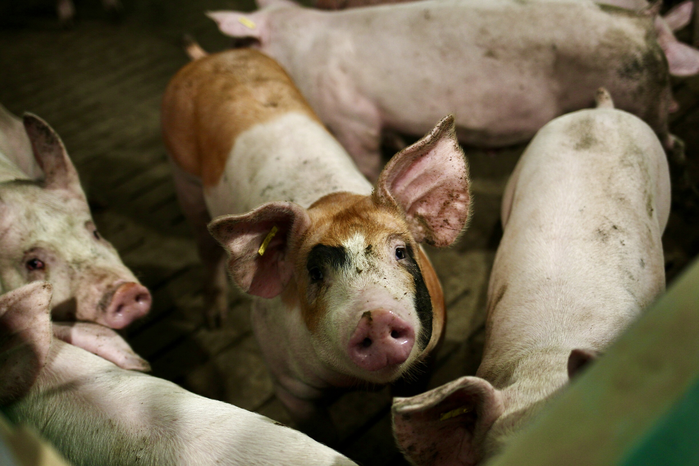Kilka świń w tuczarni zlokalizowanej w prowincji Segovia.