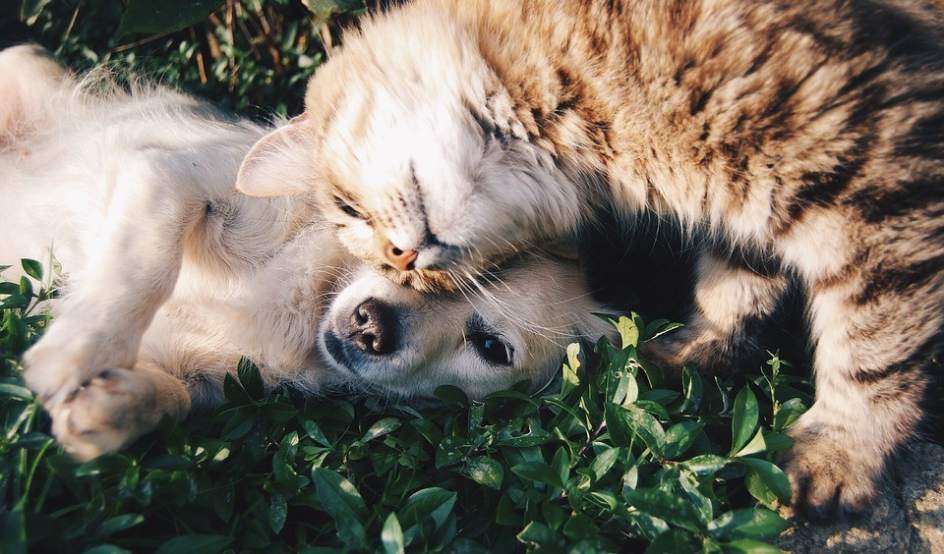 Un perro y un gato en actitud amistosa.