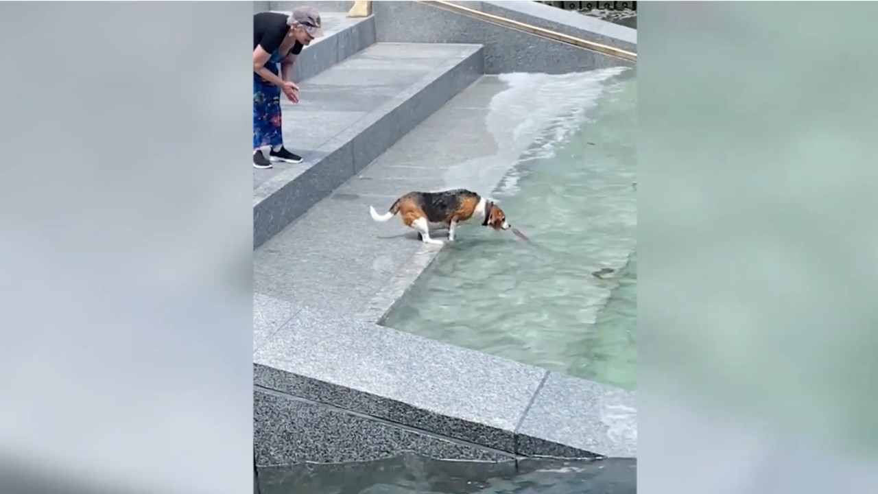 Vídeo: El épico y ovacionado acuático protagonizado un perro