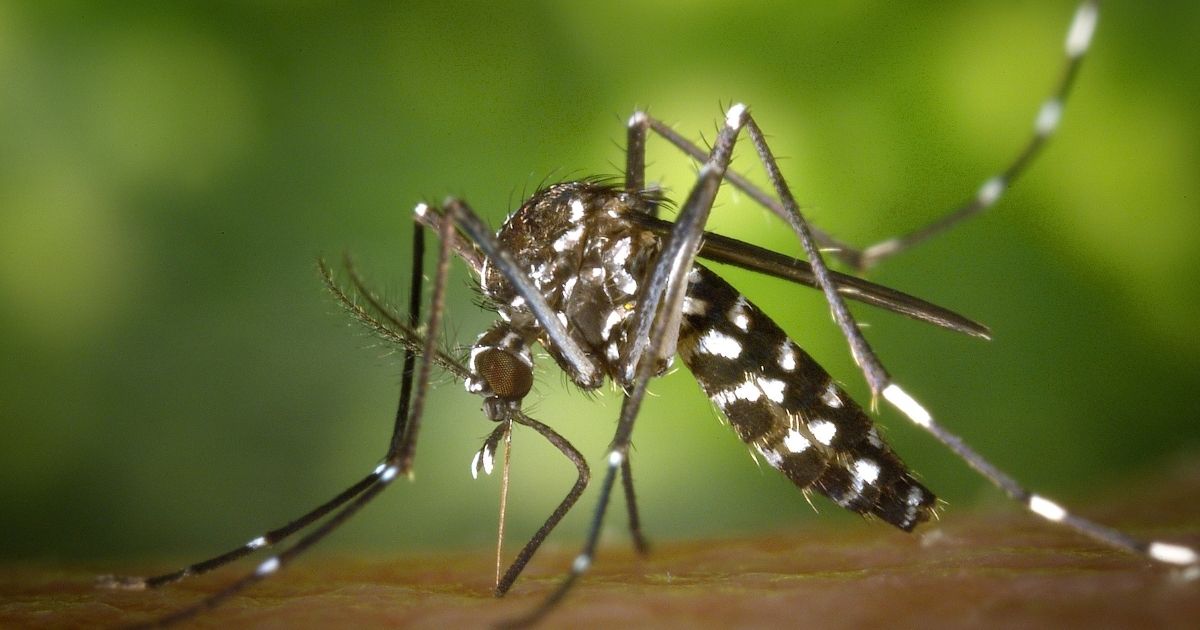 A tiger mosquito, carrier of many diseases.