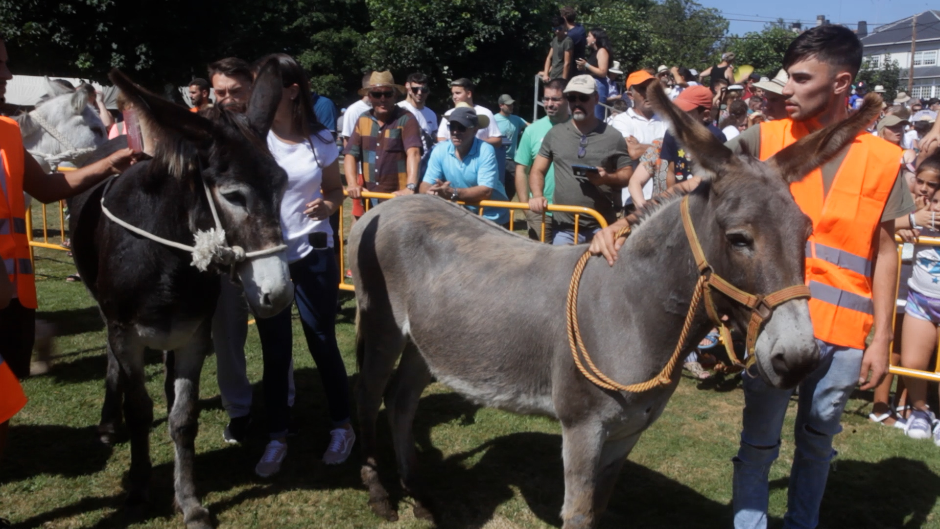 Vídeo: Carrera de burros celebrada durante las fiestas de Escairón