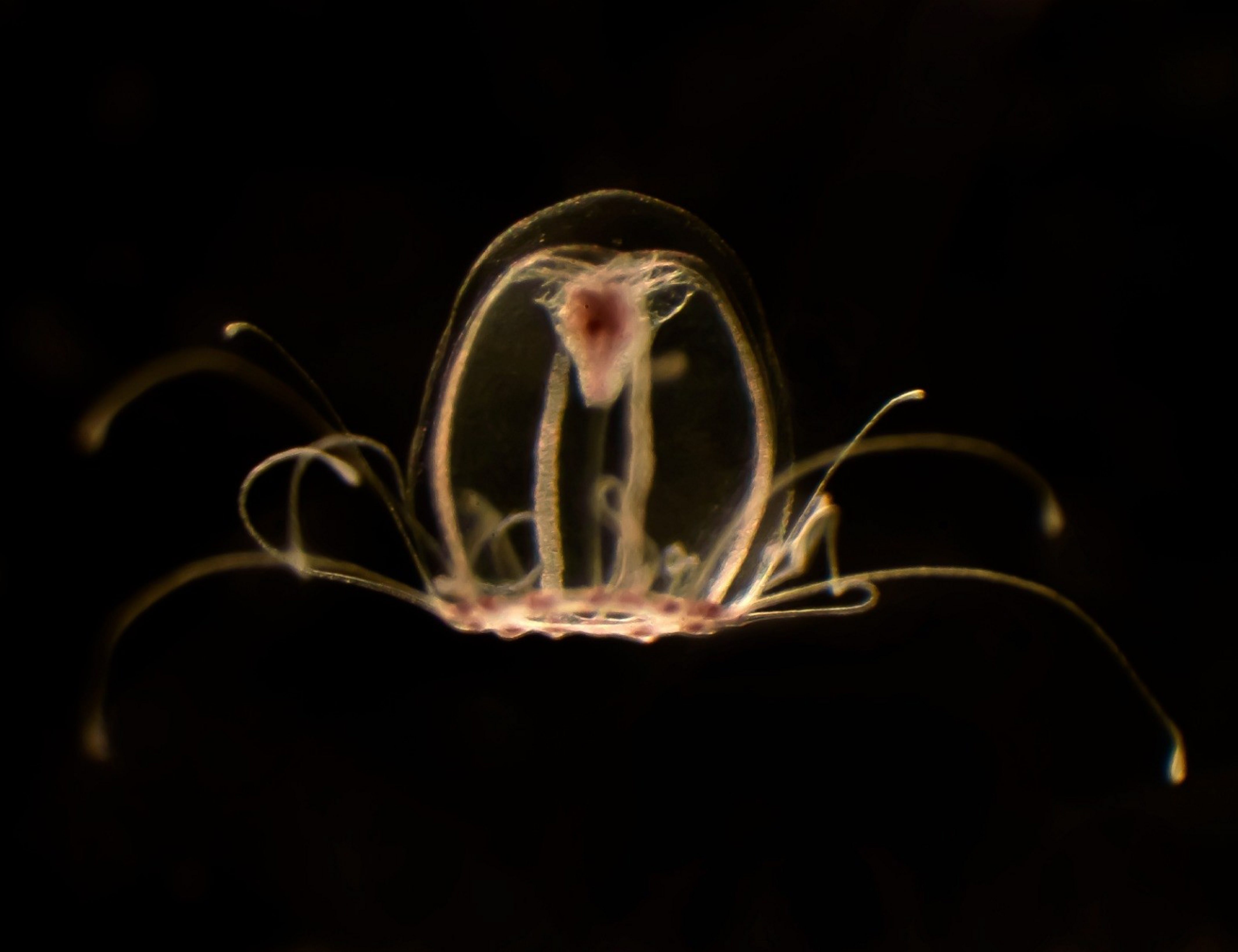 La medusa inmortal (Turritopsis dohrnii).