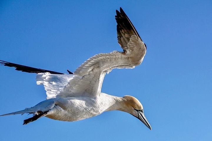 Detected three more cases of avian flu in Galicia, which adds a dozen affected gannets