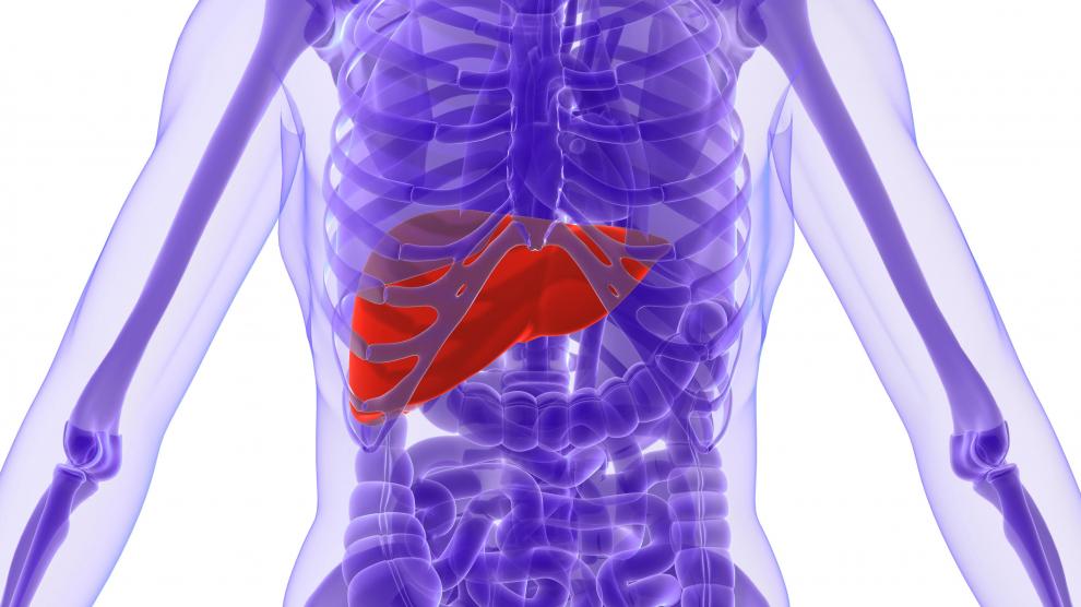 Anatomy Of A Human: Liver.