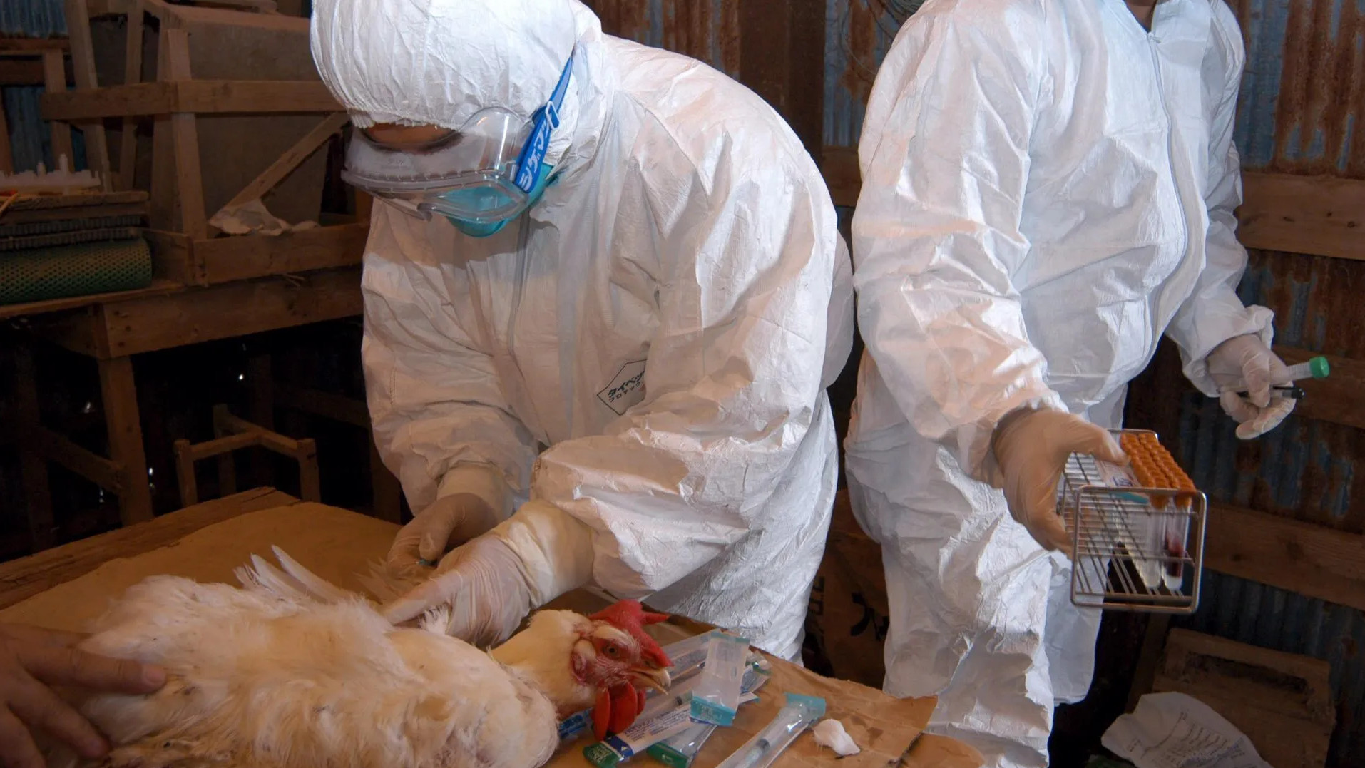 Health workers collect blood samples from chickens at a quarantined farm in Miyazaki prefecture, Japan, on January 17, 2007, after detecting a strain of bird flu on a farm.