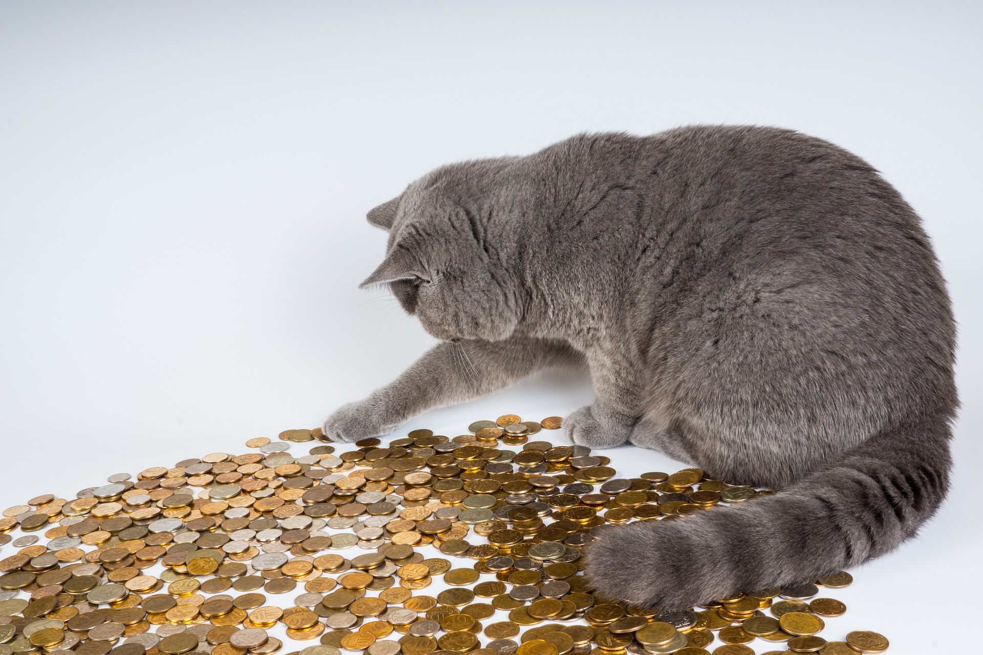 cat with coins