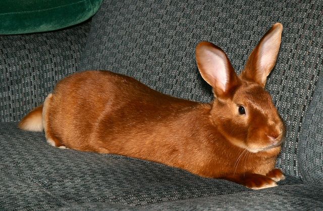 Foto: Conejo mellerud | ¿Conoces las diferentes razas de conejo?