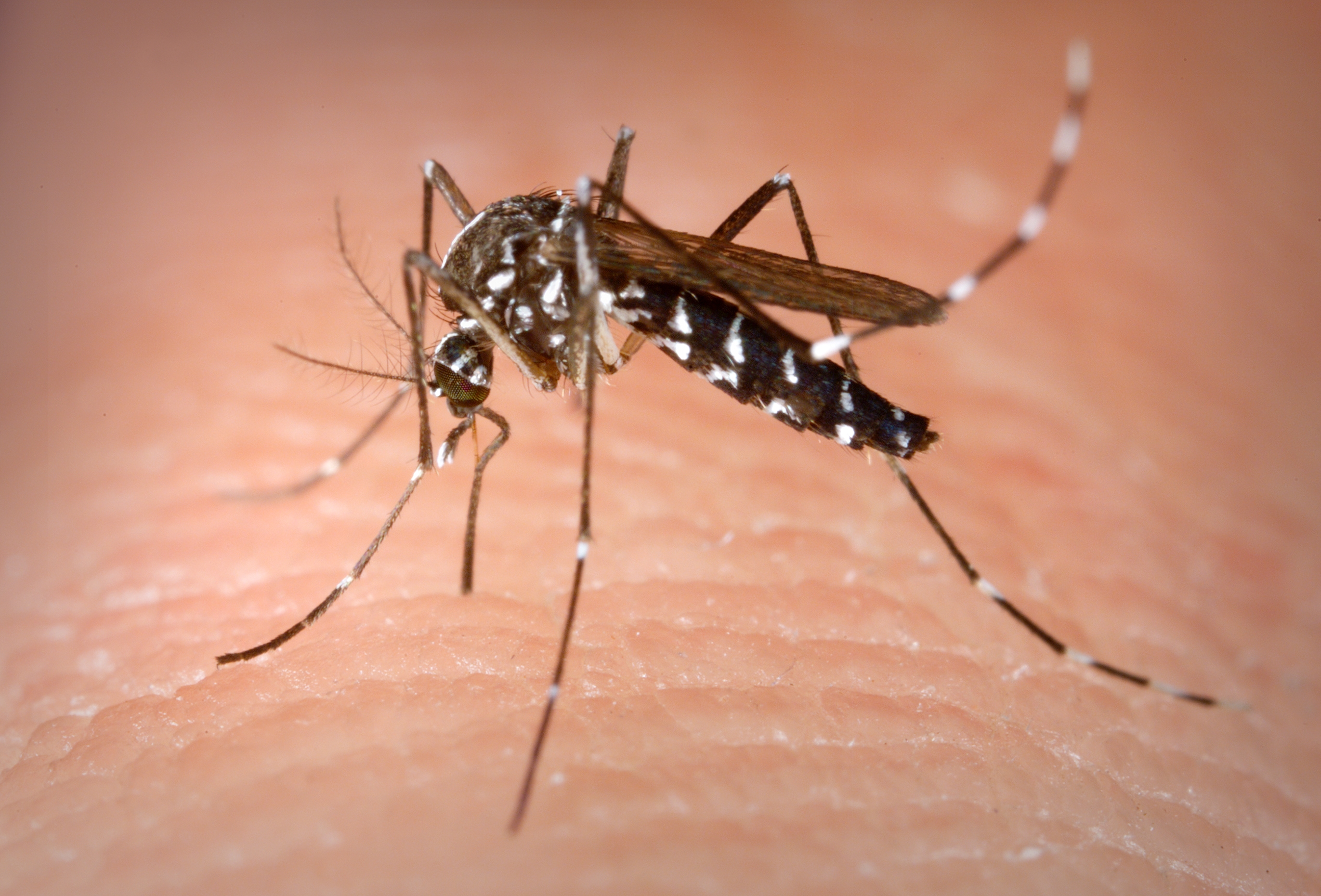 Y a-t-il un risque de nouveaux cas de dengue après les autochtones découverts à Ibiza ?
